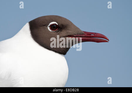 Porträt eines Lachmöwe (Larus Ridibundus), Texel, Niederlande Stockfoto