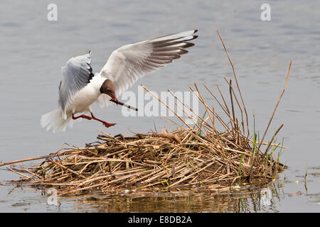 Lachmöwe (Larus Ridibundus) mit Verschachtelung Material auf Ansatz, Schachteln, North Rhine-Westphalia, Deutschland Stockfoto