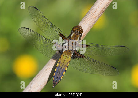 Breit-bodied Chaser oder breit-bodied Darter (Libellula Depressa), ist Färbung noch um abgeschlossene, Hessen, Deutschland Stockfoto