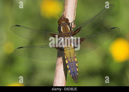 Breit-bodied Chaser oder breit-bodied Darter (Libellula Depressa), ist Färbung noch um abgeschlossene, Hessen, Deutschland Stockfoto