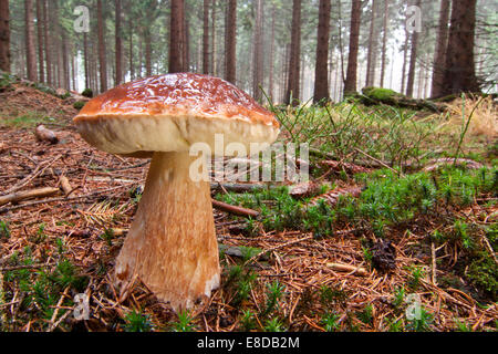 King Bolete oder Cep (Boletus Edulis) wächst in einem Wald, Nordhessen, Hessen, Deutschland Stockfoto