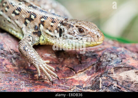 Sand, Eidechse (Lacerta Agilis), Nordhessen, Hessen, Deutschland Stockfoto