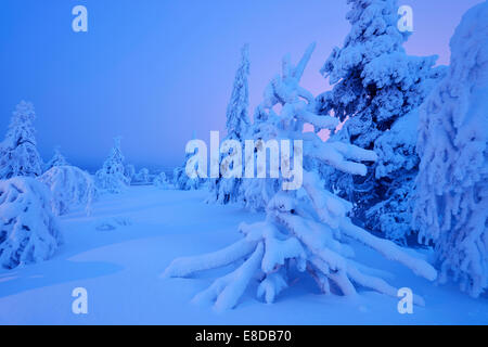 Bäume in einer tief verschneiten Winterlandschaft, Iso Syöte, Lappland, Finnland Stockfoto