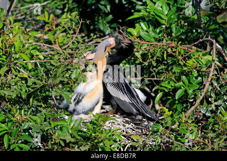 Amerikanische Darter oder Snakebird (Anhinga Anhinga), adult füttern ihre Jungen in einem Nest, Wakodahatchee Feuchtgebiete, Delray Beach, Florida Stockfoto