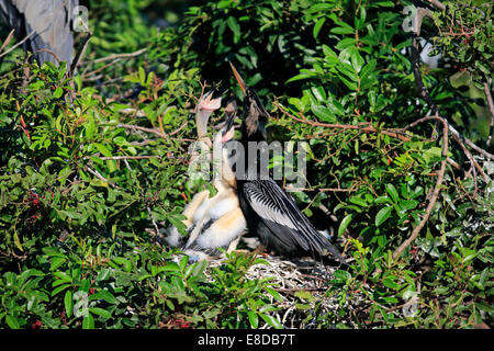 Amerikanische Darter oder Snakebird (Anhinga Anhinga), Erwachsene mit jungen betteln in einem Nest, Wakodahatchee Feuchtgebiete gefüttert werden Stockfoto