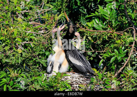 Amerikanische Darter oder Snakebird (Anhinga Anhinga), Erwachsene mit jungen betteln in einem Nest, Wakodahatchee Feuchtgebiete gefüttert werden Stockfoto