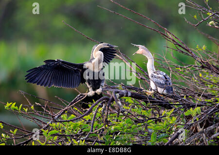 Amerikanische Darter oder Snakebid (Anhinga Anhinga), weibliche mit einem jungen Vogel in einem Nest, Wakodahatchee Feuchtgebiete gefüttert werden betteln Stockfoto