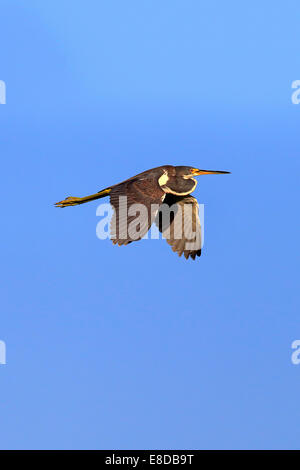 Dreifarbigen Heron (Egretta Tricolor), im Flug, Zucht Gefieder, Wakodahatchee Feuchtgebiete, Delray Beach, Florida, USA Stockfoto