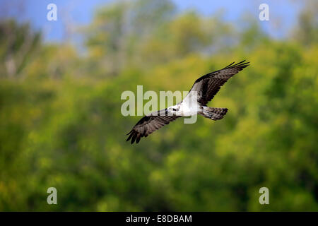 Fischadler (Pandion Haliaetus Carolinensis), fliegen, Sanibel Island, Florida, USA Stockfoto