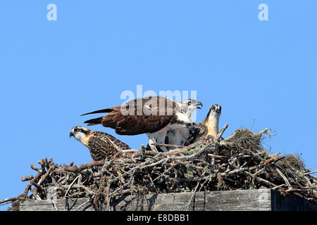 Fischadler (Pandion Haliaetus Carolinensis), Altvögel und Küken in den Adlerhorst, Sanibel Island, Florida, USA Stockfoto