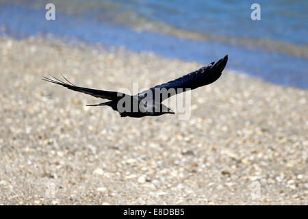 Fisch Krähe (Corvus Ossifragus), Erwachsene, Sanibel Island, Florida, USA Stockfoto