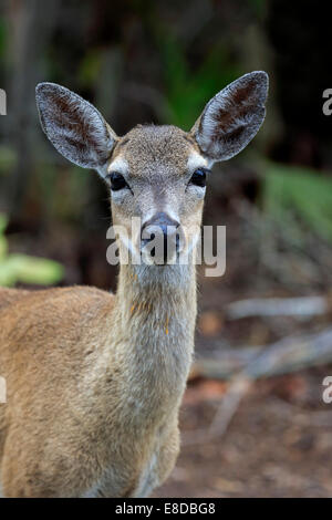 Schlüssel-weiß-angebundene Rotwild (Odocoileus Virginianus Clavium), Erwachsener, Frau, Porträt, National Key Deer Refuge, Florida, USA Stockfoto