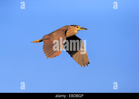 Schwarz-gekrönter Nachtreiher (Nycticorax Nycticorax), Halbwüchsige, fliegen, Rookery Venedig, Venice, Florida, Vereinigte Staaten von Amerika Stockfoto