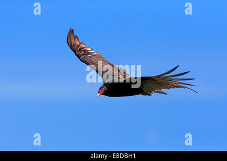 Türkei Vulture (Cathartes Aura), Erwachsene, fliegen, Wakodahatchee Feuchtgebiete, Delray Beach, Florida, Vereinigte Staaten von Amerika Stockfoto