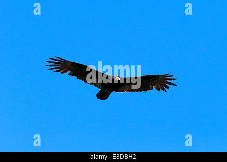 Türkei Vulture (Cathartes Aura), Erwachsene, fliegen, Wakodahatchee Feuchtgebiete, Delray Beach, Florida, Vereinigte Staaten von Amerika Stockfoto