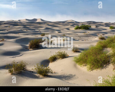 Junge Honig Mesquite Bäume (Prosopis Glandulosa Torreyana) auf den Mesquite flache Sanddünen in den frühen Morgenstunden Stockfoto