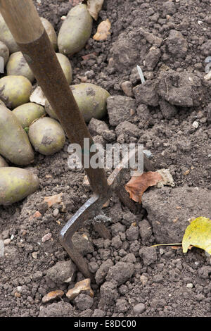 Garten-Gabel und geernteten Kartoffeln in einem Garten Stockfoto