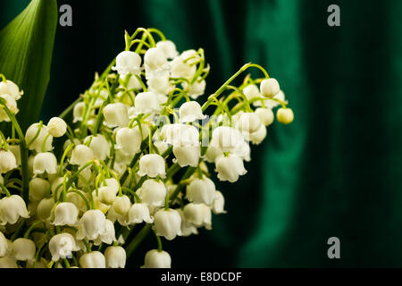 Maiglöckchen im Blumentopf auf grünem Hintergrund Stockfoto