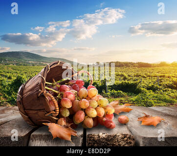 Trauben in einer Korb und schönen Weinberg Stockfoto