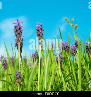 Blaue Blumen Traubenhyazinthen (Muscari Neglectum) im grünen Frühling Rasen mit Sky auf Hintergrund Stockfoto
