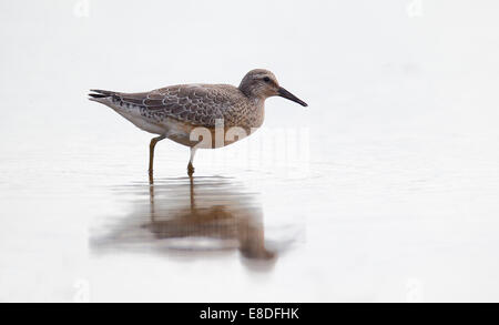 Sichelstrandläufer, Calidris Ferruginea, einziger Vogel im Wasser, Warwickshire, September 2014 Stockfoto