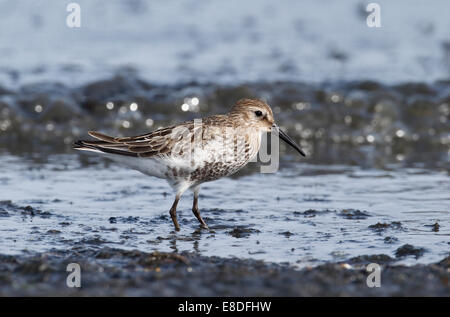 Alpenstrandläufer, Calidris Alpina, einziger Vogel im Wasser, North Wales, September 2014 Stockfoto