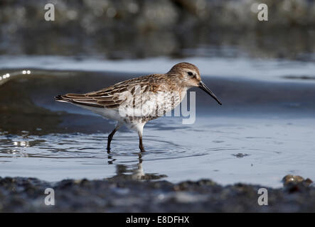 Alpenstrandläufer, Calidris Alpina, einziger Vogel im Wasser, North Wales, September 2014 Stockfoto