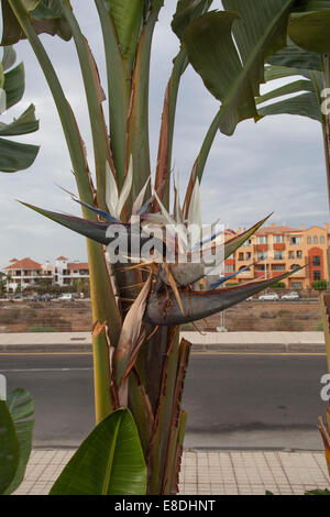 Bird Of Paradise Teneriffa Kanarische Inseln Stockfoto