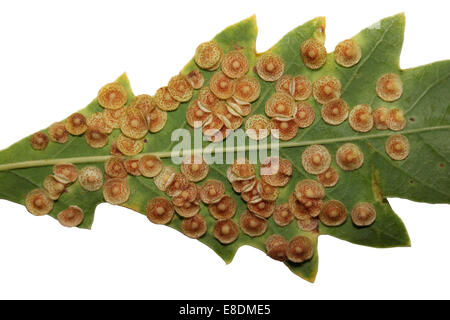 Gemeinsamen Spangle Gall Neuroterus Quercusbaccarum auf den Blättern von einer Roteiche Quercus Rubra. Stockfoto