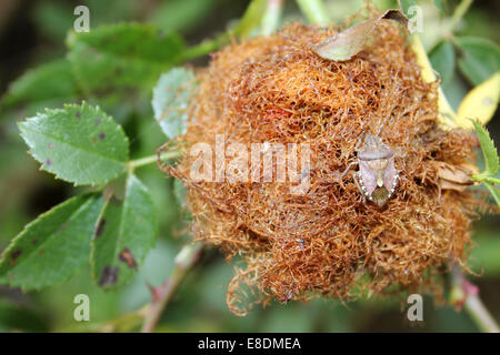 Bedeguar a.k.a. Robins Nadelkissen Gall auf Hundsrose Rosa Canina mit ein behaarte Shieldbug aka Sloe Bug Dolycoris baccarum Stockfoto