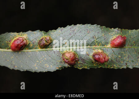 Rot-Gallen an knacken Weide Salix Fragilis Blätter verursacht durch die Blattwespen Pontania proxima Stockfoto