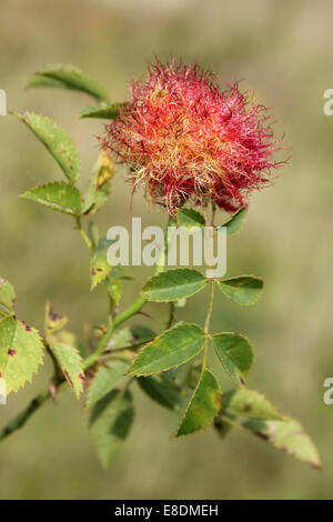 Bedeguar a.k.a. Robins Nadelkissen Gall auf Hundsrose Rosa Canina durch Gall Wasp Diplolepis Rosae verursacht Stockfoto