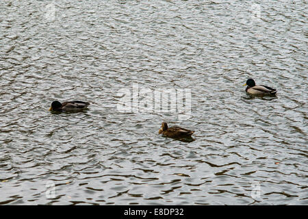 Drei Enten Felsen auf den Wellen des kalten Herbst Teich. Feuchtem Wetter. Stockfoto