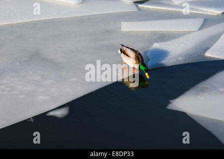 Wilde Anas Platyrhynchus Stockente auf ein Eis am offenen Wasser des Flusses im Winter Stockfoto