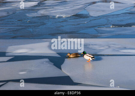 Ein männlicher und weiblicher paar wilde Anas Platyrhynchus Stockente Enten auf ein Eis am offenen Wasser des Flusses im Winter Stockfoto