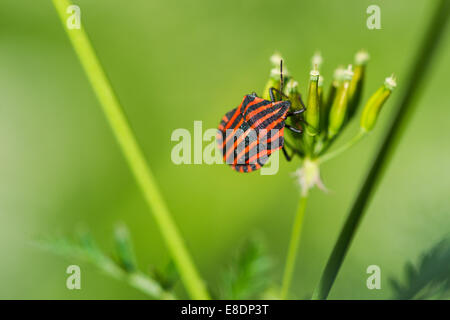 Rotes Schild Bug auf einer Schafgarbe Blume an einem sonnigen Sommertag. Eine weitere Flasche tut nicht weh. Stockfoto