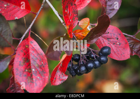 Zweig der schwarzen Apfelbeere mit schwarzen Beeren und rote herbstliche Blätter Stockfoto