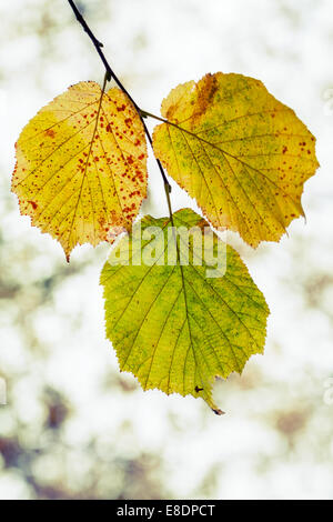 Herbst Saison Natur Hintergrund. Gelb grün Herbst Blätter, Makrofoto mit selektiven Fokus Stockfoto