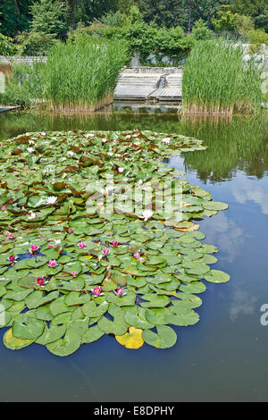 Seerose im Teich Stockfoto