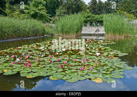 Wasser-Lilien, schwimmend in einem Teich Stockfoto
