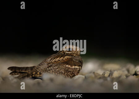 Ziegenmelker (Caprimulgus Europaeus) auf dem Boden. Europa Stockfoto