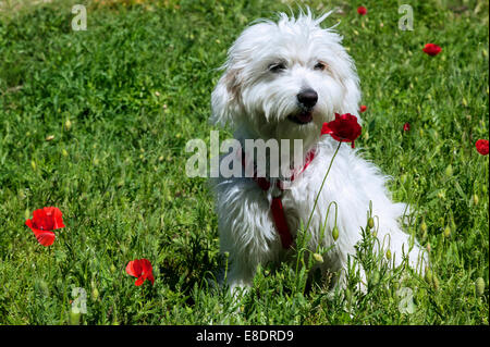 Coton De Tulear sitzen In Mohn Stockfoto