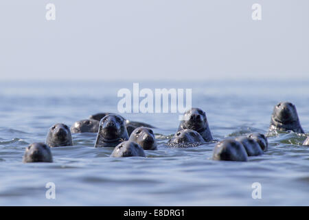 Herde von graue Dichtungen (Halichoerus Grypus). Der Ostsee. Europa, Estland Stockfoto