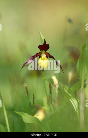 Damen Slipper Orchid (Cypripedium Calceolus), Europa Stockfoto