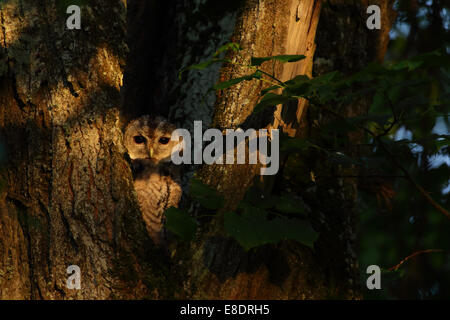 Junger Waldkauz (Strix Aluco) Stockfoto