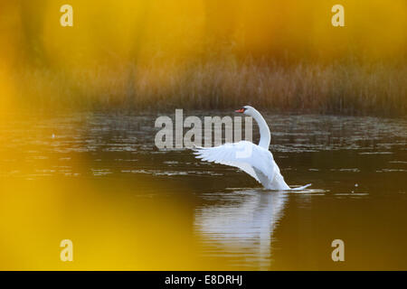 Höckerschwan (Cygnus Olor) im goldenen Herbst schwimmen. Stockfoto