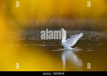 Höckerschwan (Cygnus Olor) im goldenen Herbst schwimmen. Stockfoto