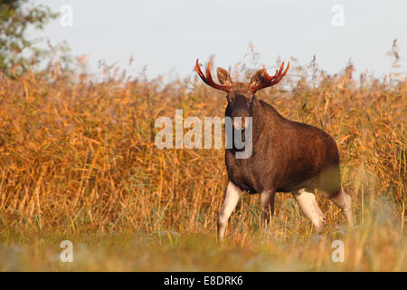 Stier Elch (Alces Alces) in den frühen Morgenstunden. Europa Stockfoto