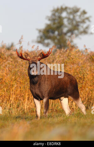 Stier Elch (Alces Alces) in den frühen Morgenstunden. Europa Stockfoto