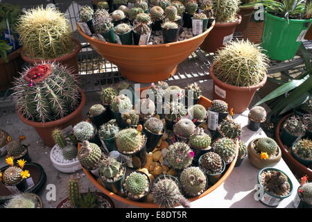 Kaktus Kakteen Kakteen zum Verkauf in ein Gartencenter von Sydney, Australien Stockfoto